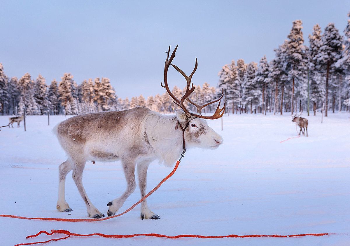 Winterreisen nach Finnisch-Lappland, jetzt online Reise buchen.