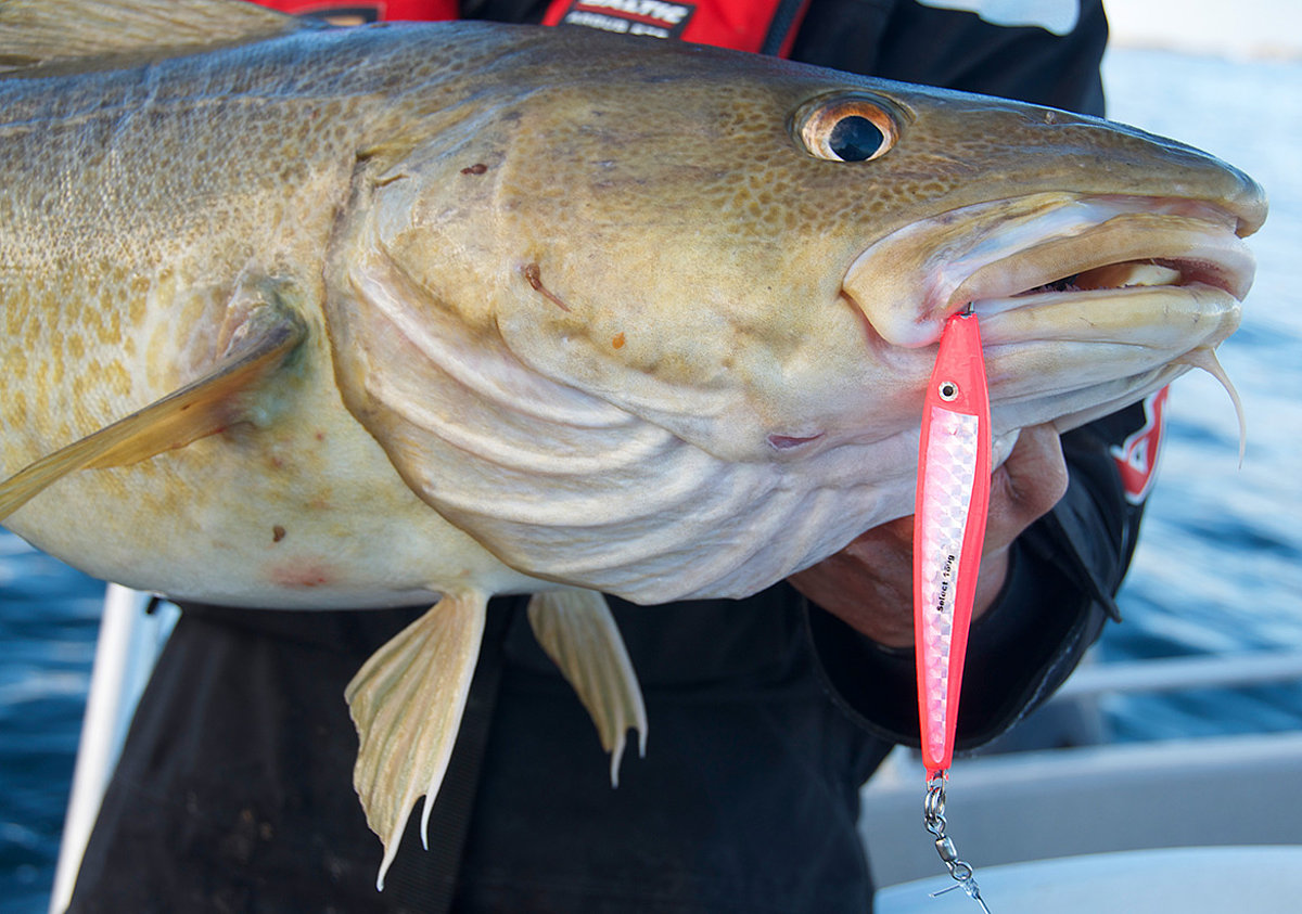 Vesteralen Fishing Camp, jetzt Angelurlaub in Nordnorwegen buchen!