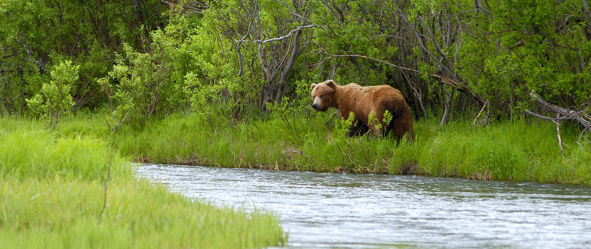 Ein Bär streift durch sein Revier an einem Fluss in Alaska.