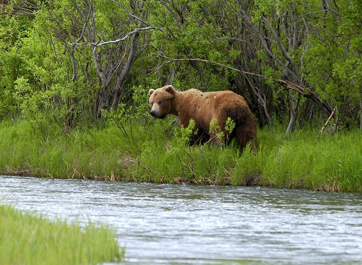 Ein Bär erkundet einen Fluss in Alaska.